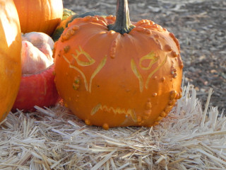 Bumpy, Nipomo Pumpkin Patch best carving idea